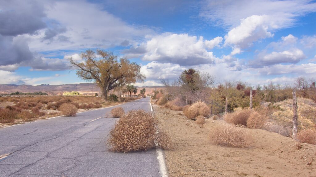 Tumbleweed